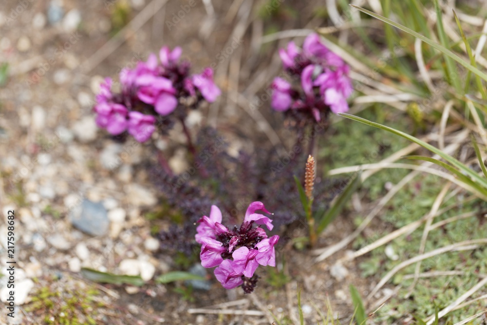 The parasitic flower Pedicularis asplenifoli The parasitic flower Pedicularis asplenifoli