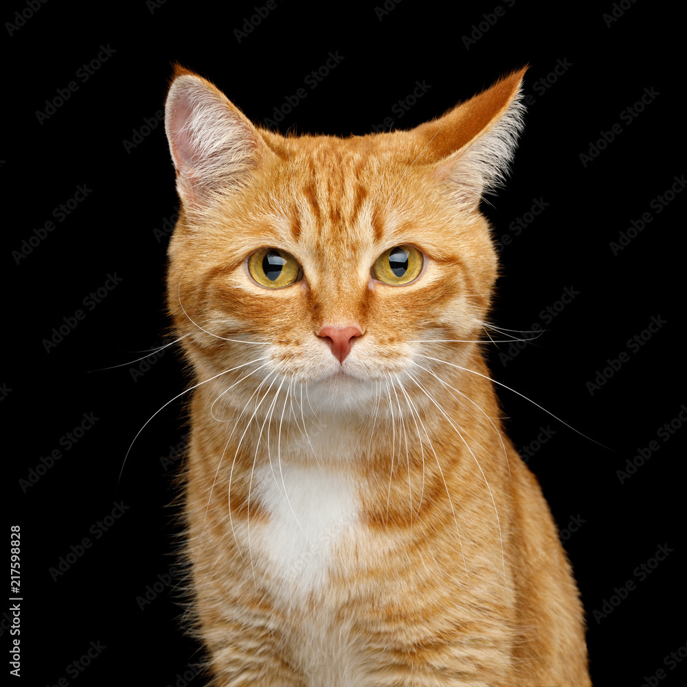 Funny Portrait of Ginger Cat Gazing with Clumsy ear on Isolated Black Background