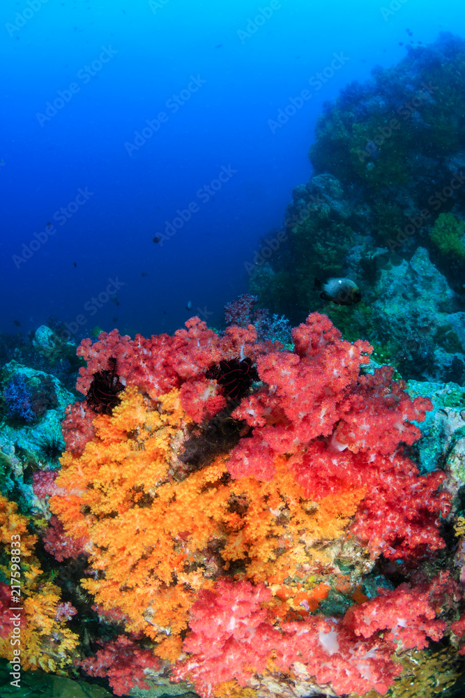Fototapeta premium Beautifully colored soft corals on a thriving tropical coral reef