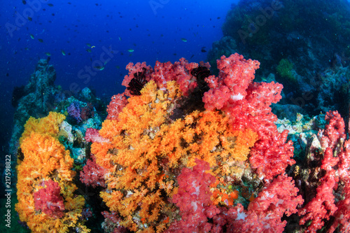 Beautifully colored soft corals on a thriving tropical coral reef