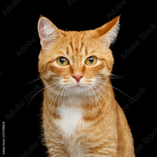 Fototapeta Naklejka Na Ścianę i Meble -  Funny Portrait of Ginger Cat Gazing with Clumsy ear on Isolated Black Background