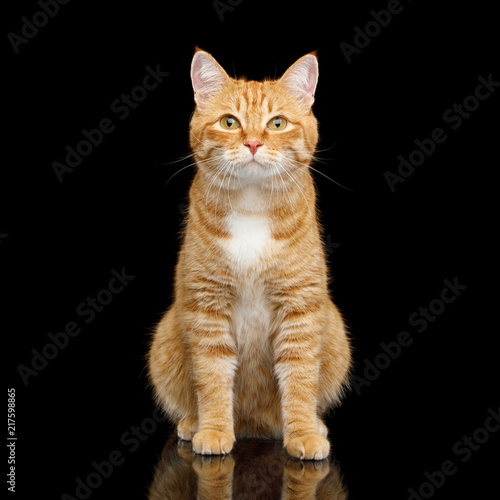 Fototapeta Naklejka Na Ścianę i Meble -  Cute Ginger Cat Sitting on Mirror Isolated Black background and Looking in camera, front view