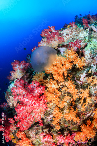 Jellyfish floating next to beautiful  colorful soft corals on a tropical coral reef