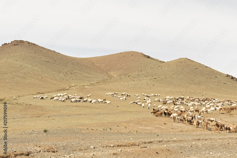 Mongolia – przeprawa stada kóz i owiec przez pustynię Gobi. Mongolia – przeprawa stada kóz i owiec przez pustynię Gobi.