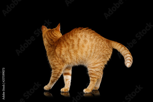Adorable Ginger Cat Standing and looking back on Isolated Black background, side view