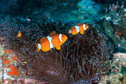 Canvas Print A family or colorful False Clownfish on a tropical coral reef in Myanmar