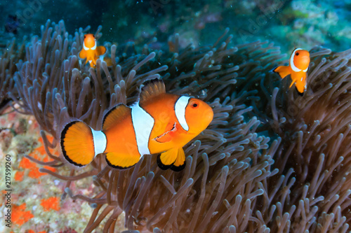 Fototapet A family or colorful False Clownfish on a tropical coral reef in Myanmar