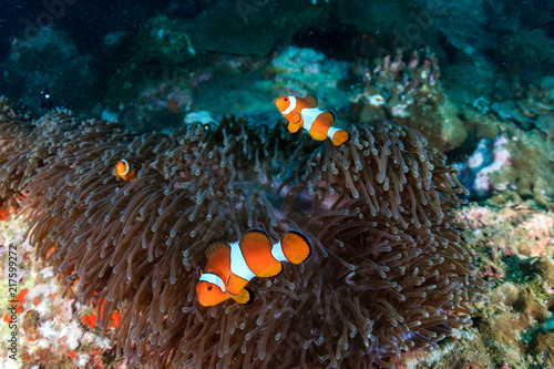 A family or colorful False Clownfish on a tropical coral reef in Myanmar