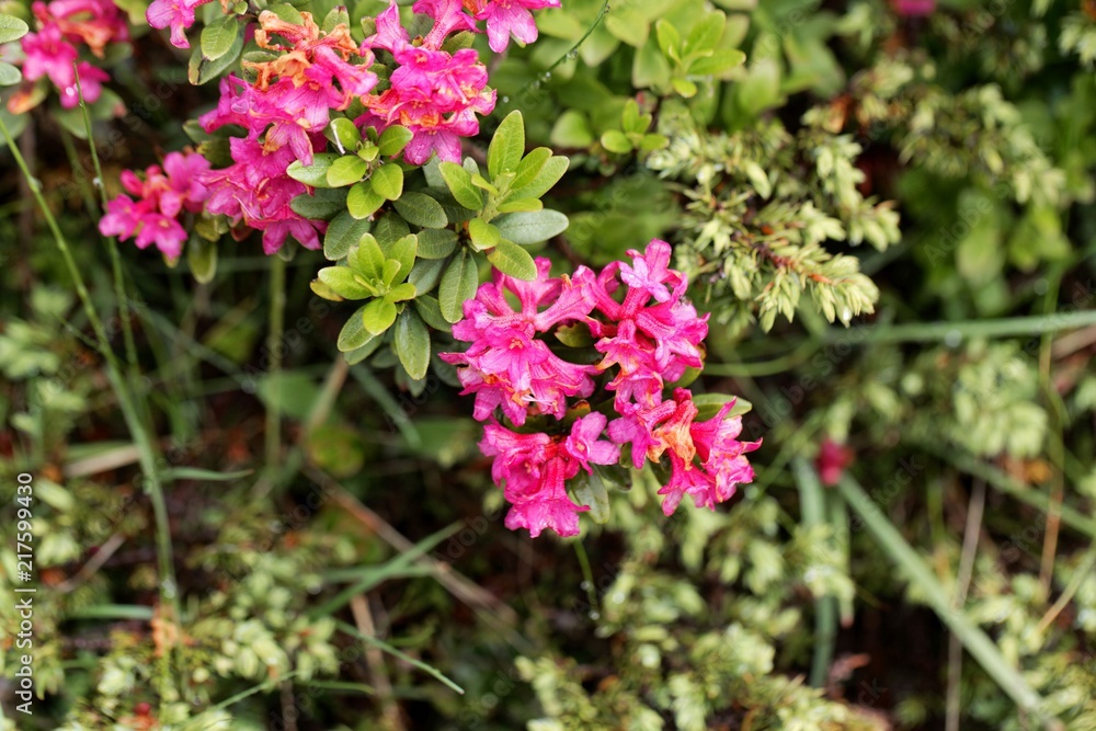 An alpenrose (Rhododendron ferrugineum) bush with flowers