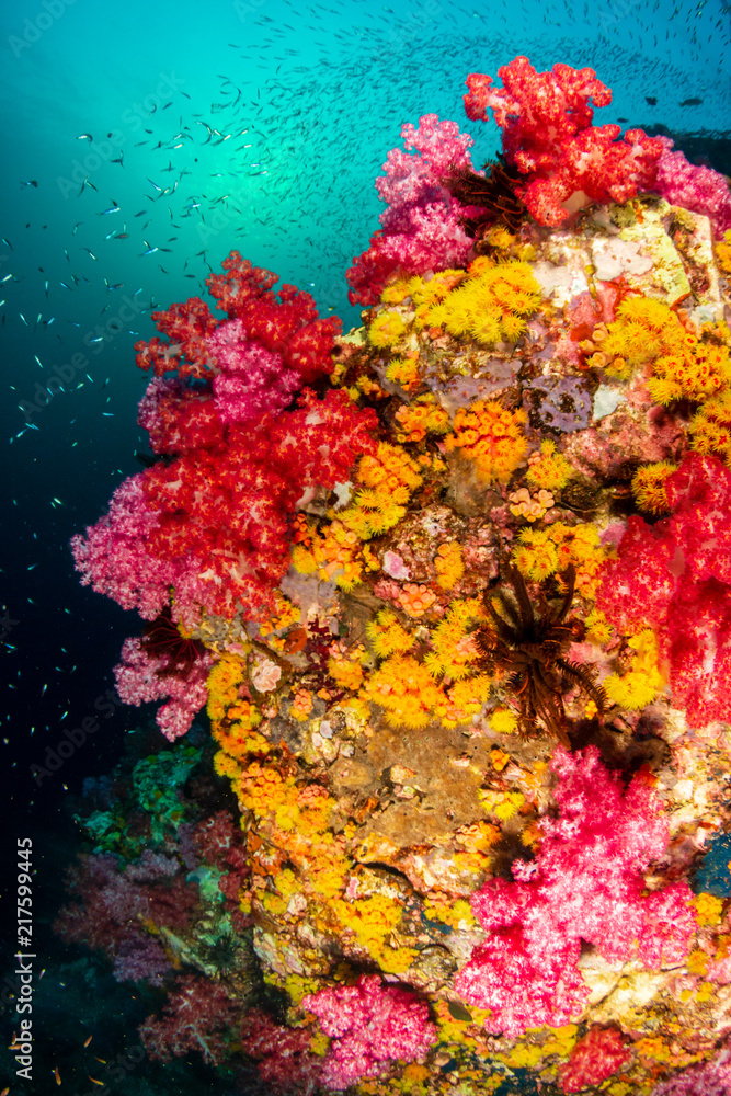 Beautifully colored soft corals on a healhy, vibrant tropical coral reef