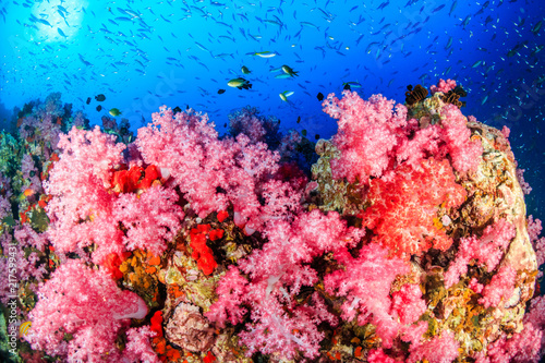 Beautifully colored soft corals on a healhy  vibrant tropical coral reef