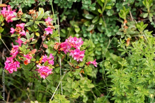 An alpenrose  Rhododendron ferrugineum  bush with flowers