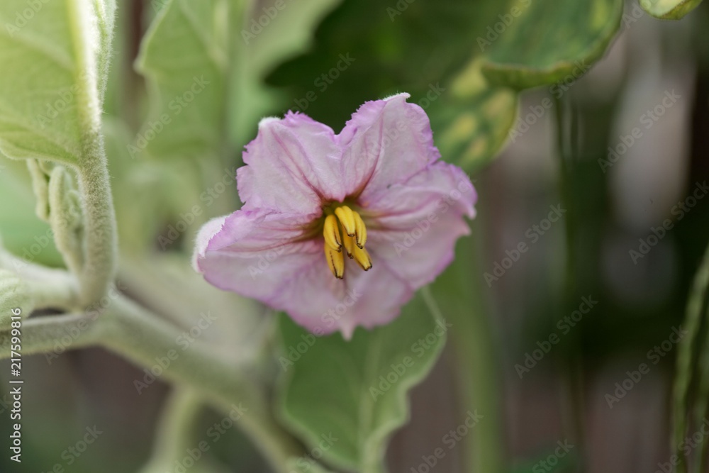 Eggplant (Solanum melongena) flower. Eggplant (Solanum melongena) flower.