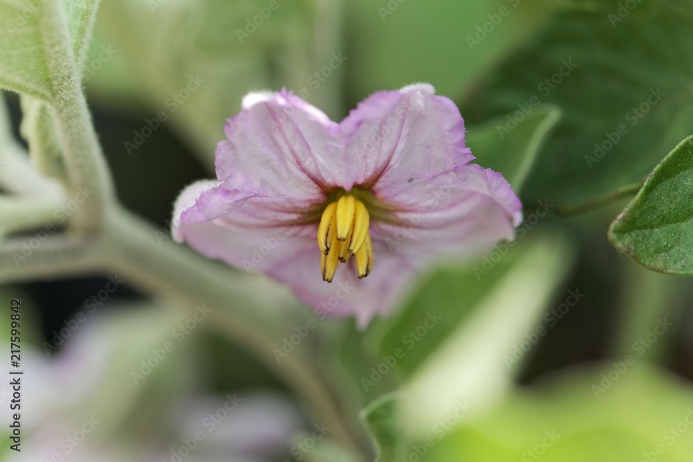 Eggplant (Solanum melongena) flower. Eggplant (Solanum melongena) flower.