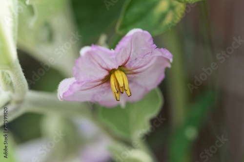 Eggplant (Solanum melongena) flower.