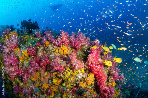 Fototapeta Naklejka Na Ścianę i Meble -  A beautiful, colorful tropical coral reef with background swimming Oceanic Manta Ray.