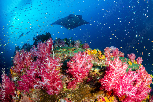 A background Oceanic Manta Ray swimming next to a vividly colored tropical coral reef at Black Rock, Myanmar