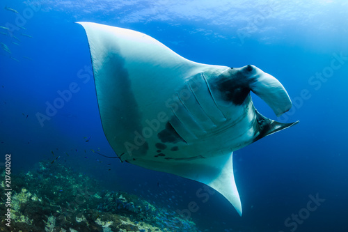 A beautiful Oceanic Manta Ray swimming in the ocean next to a tropical coral reef in the Mergui Archipelago