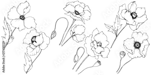 Wildflower poppy in a vector style isolated. Full name of the plant: poppy. Vector flower for background, texture, wrapper pattern, frame or border.