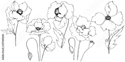 Wildflower poppy in a vector style isolated. Full name of the plant: poppy. Vector flower for background, texture, wrapper pattern, frame or border.