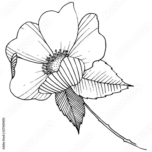 Wild rose in a vector style isolated. Full name of the plant: rose. Vector flower for background, texture, wrapper pattern, frame or border.