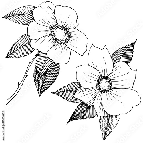 Wild rose in a vector style isolated. Full name of the plant: rose. Vector flower for background, texture, wrapper pattern, frame or border.