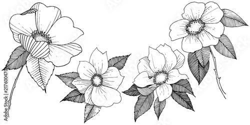 Wild rose in a vector style isolated. Full name of the plant: rose. Vector flower for background, texture, wrapper pattern, frame or border.