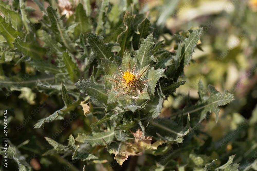 St. Benedict's thistle (Cnicus benedictus) St. Benedict's thistle (Cnicus benedictus)