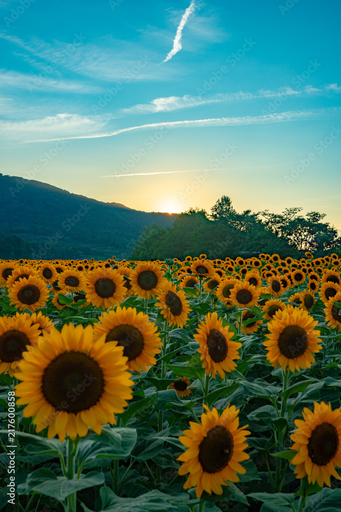 Fototapeta premium 夕日と満開のひまわり畑