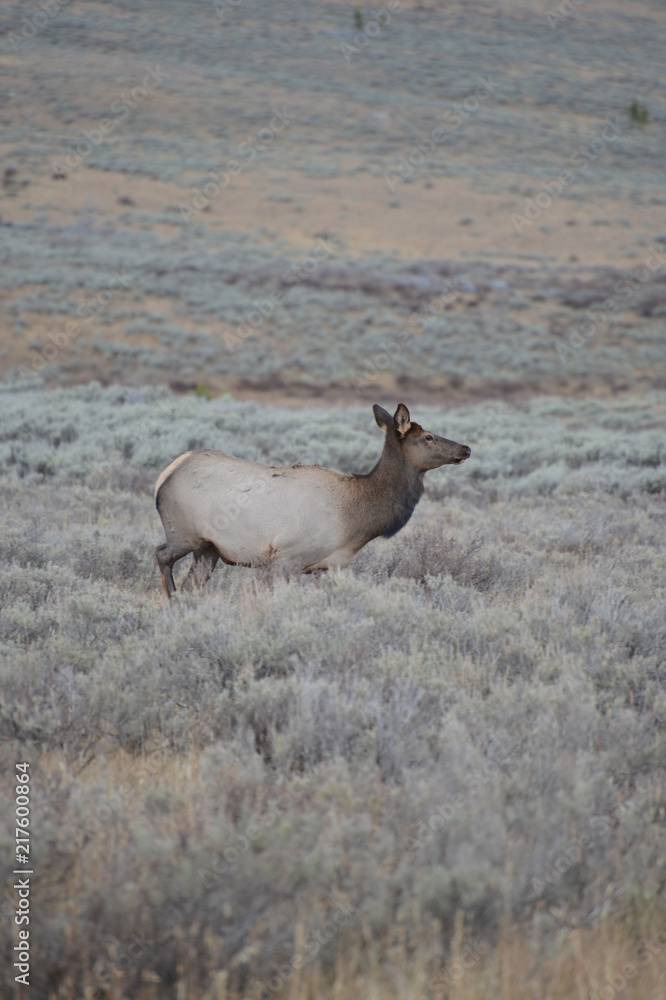 Elk in field Elk in field