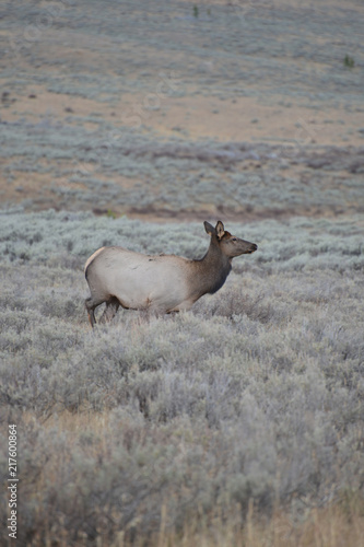 Elk in field 