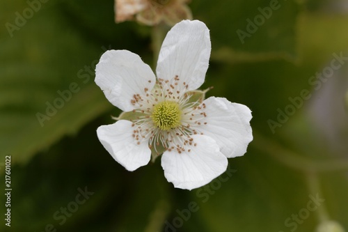 Flower of a  blackberry  Rubus fruticosus 