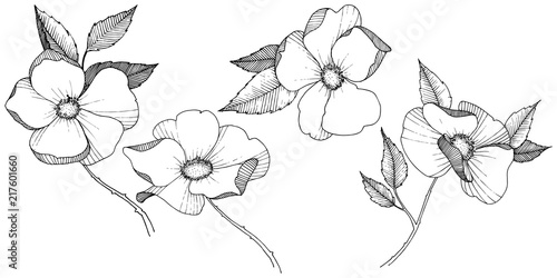 Wild rose in a vector style isolated. Full name of the plant: rose. Vector flower for background, texture, wrapper pattern, frame or border.