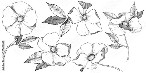 Wild rose in a vector style isolated. Full name of the plant: rose. Vector flower for background, texture, wrapper pattern, frame or border.