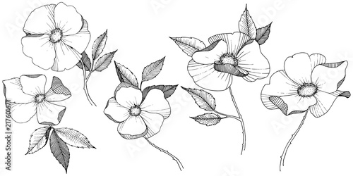 Wild rose in a vector style isolated. Full name of the plant: rose. Vector flower for background, texture, wrapper pattern, frame or border.