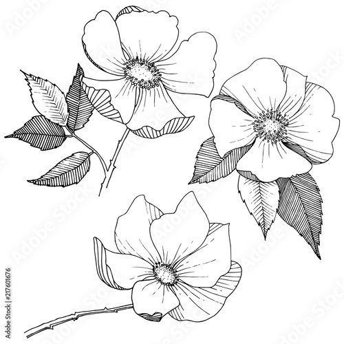 Wild rose in a vector style isolated. Full name of the plant: rose. Vector flower for background, texture, wrapper pattern, frame or border.