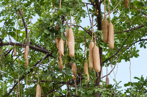Kigelia africana, sausage tree with ripening fruits