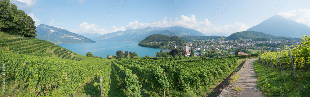 Obraz premium Rebberg Panorama im Berner Oberland, mit Blick zur historischen Burg Spiez, Schweiz