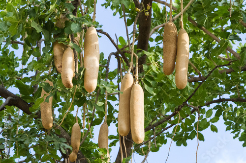 Kigelia africana, sausage tree with ripening fruits