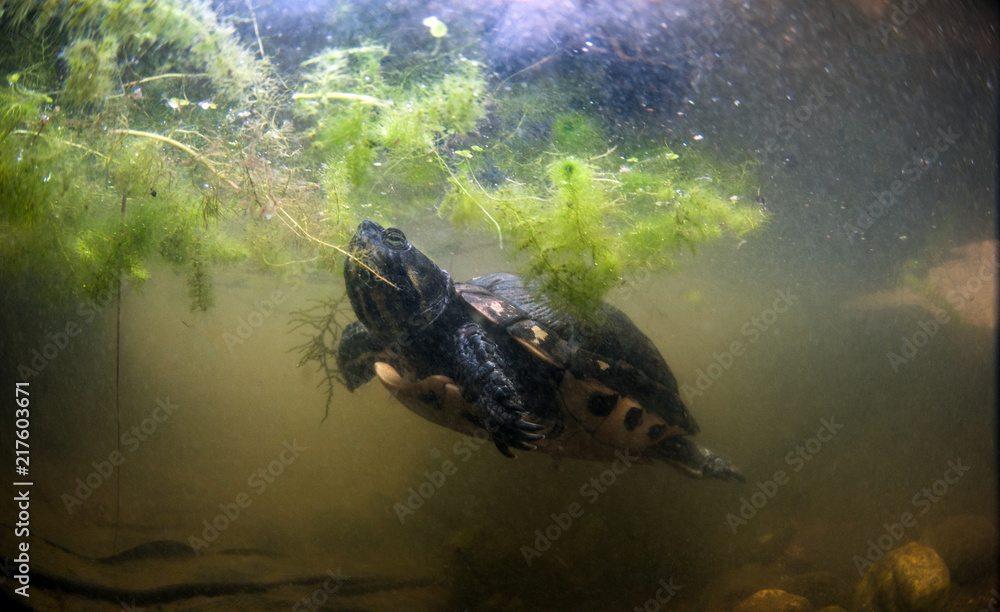 Fototapeta premium yellow cheeks turtle