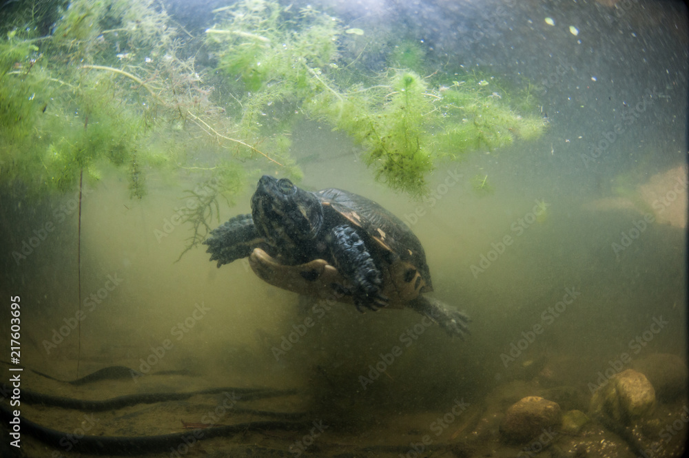 Obraz premium yellow cheeks turtle