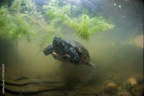 yellow cheeks turtle