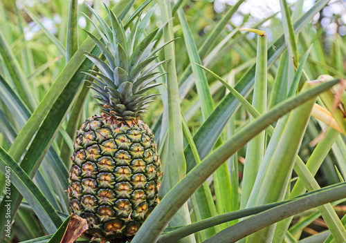 Green Pineapple - Oahu, Hawaii
