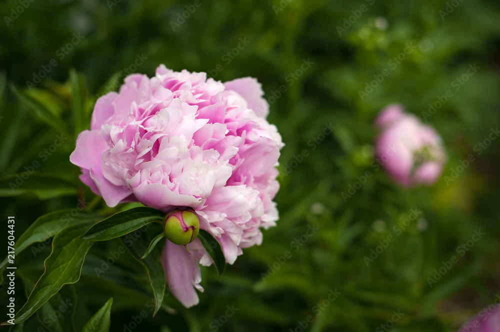 Pink peonies in the garden. Blooming pink peony. Closeup of beautiful pink Peonie flower. Pink peonies in the garden. Blooming pink peony. Closeup of beautiful pink Peonie flower.