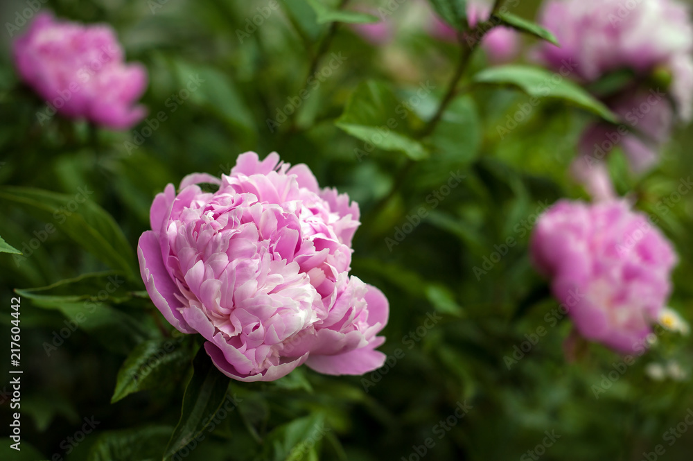 Pink peonies in the garden. Blooming pink peony. Closeup of beautiful pink Peonie flower. Pink peonies in the garden. Blooming pink peony. Closeup of beautiful pink Peonie flower.