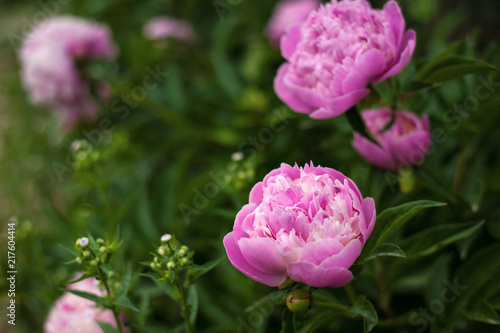 Pink peonies in the garden. Blooming pink peony. Closeup of beautiful pink Peonie flower.