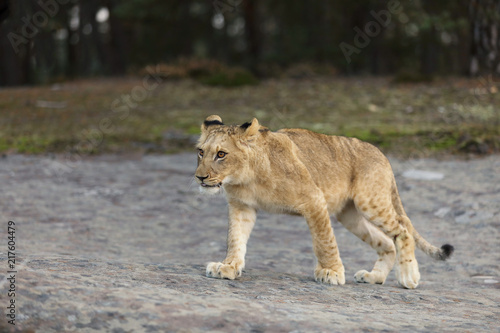 Young cube lioness on walk - Panhera leo