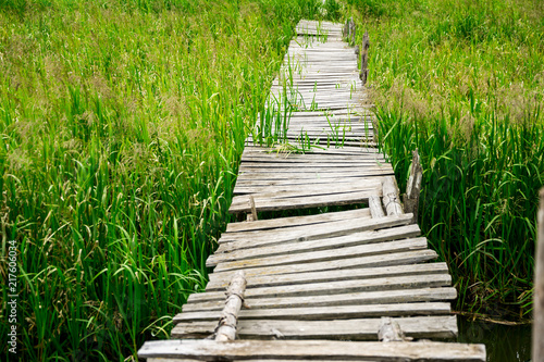 Old bridge through the green grass and reeds photo