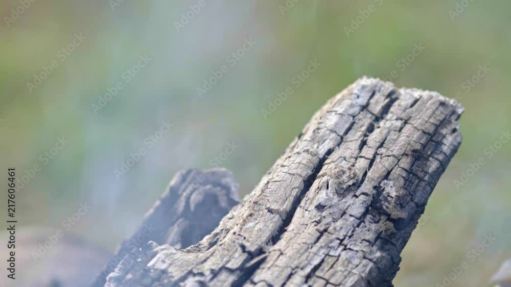 Smoking ash and tree after wildfire Smoking ash and tree after wildfire