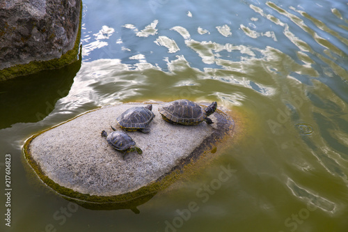 Turtle Family on a Rock